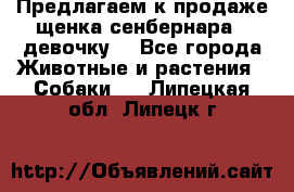 Предлагаем к продаже щенка сенбернара - девочку. - Все города Животные и растения » Собаки   . Липецкая обл.,Липецк г.